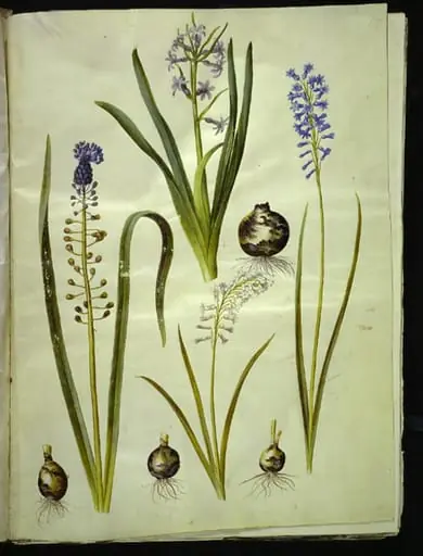Hyacinthus orientalis (almindelig hyacint); Muscari comosum (duskhyacint); Brimeura amethystina (pyrenæisk hyacint)