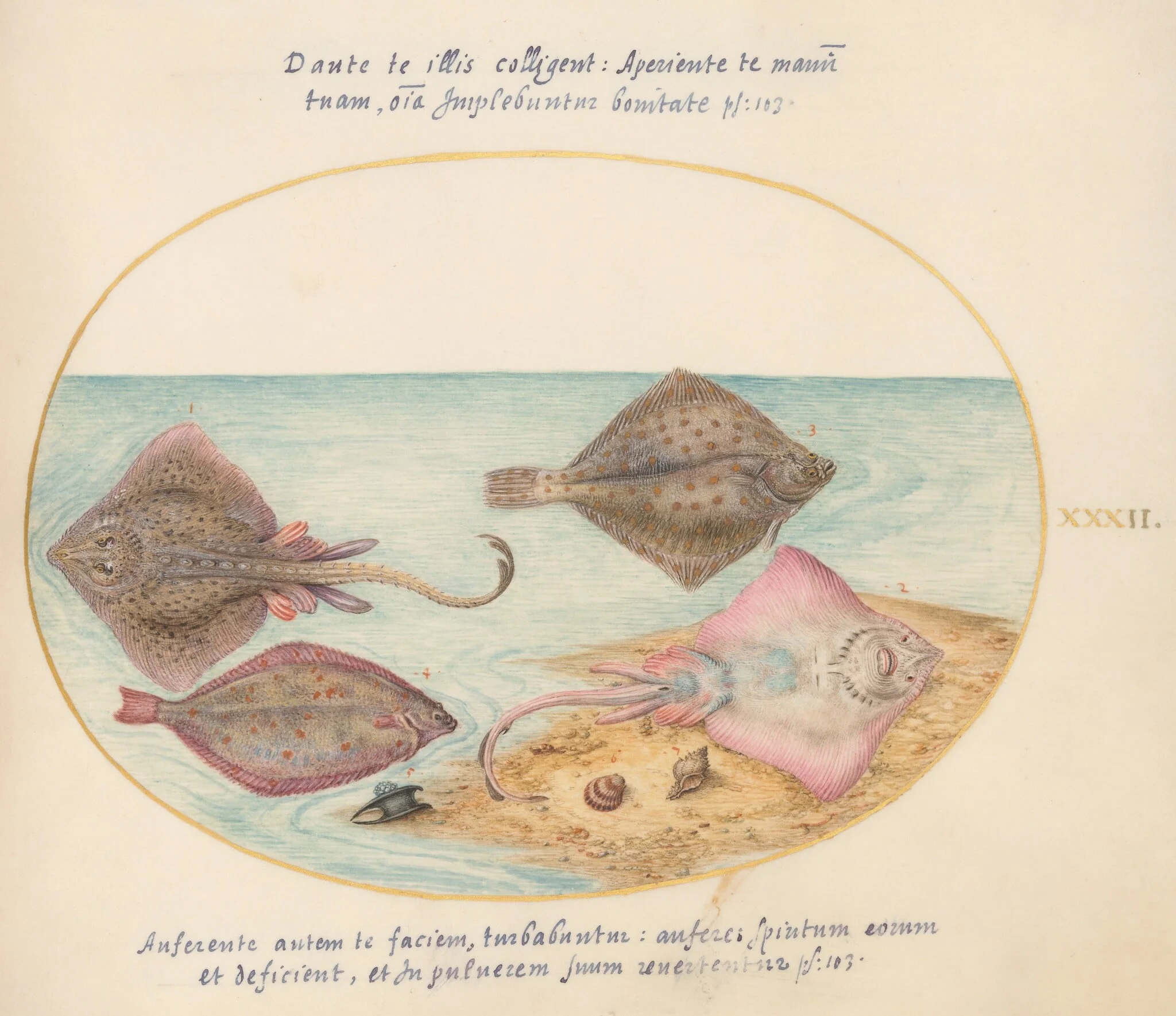 Plate 32: Skates with an Egg Case and Two Flat Fish, by Joris Hoefnagel, gouache, 1594