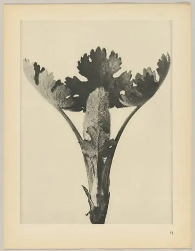 Macleya cordata