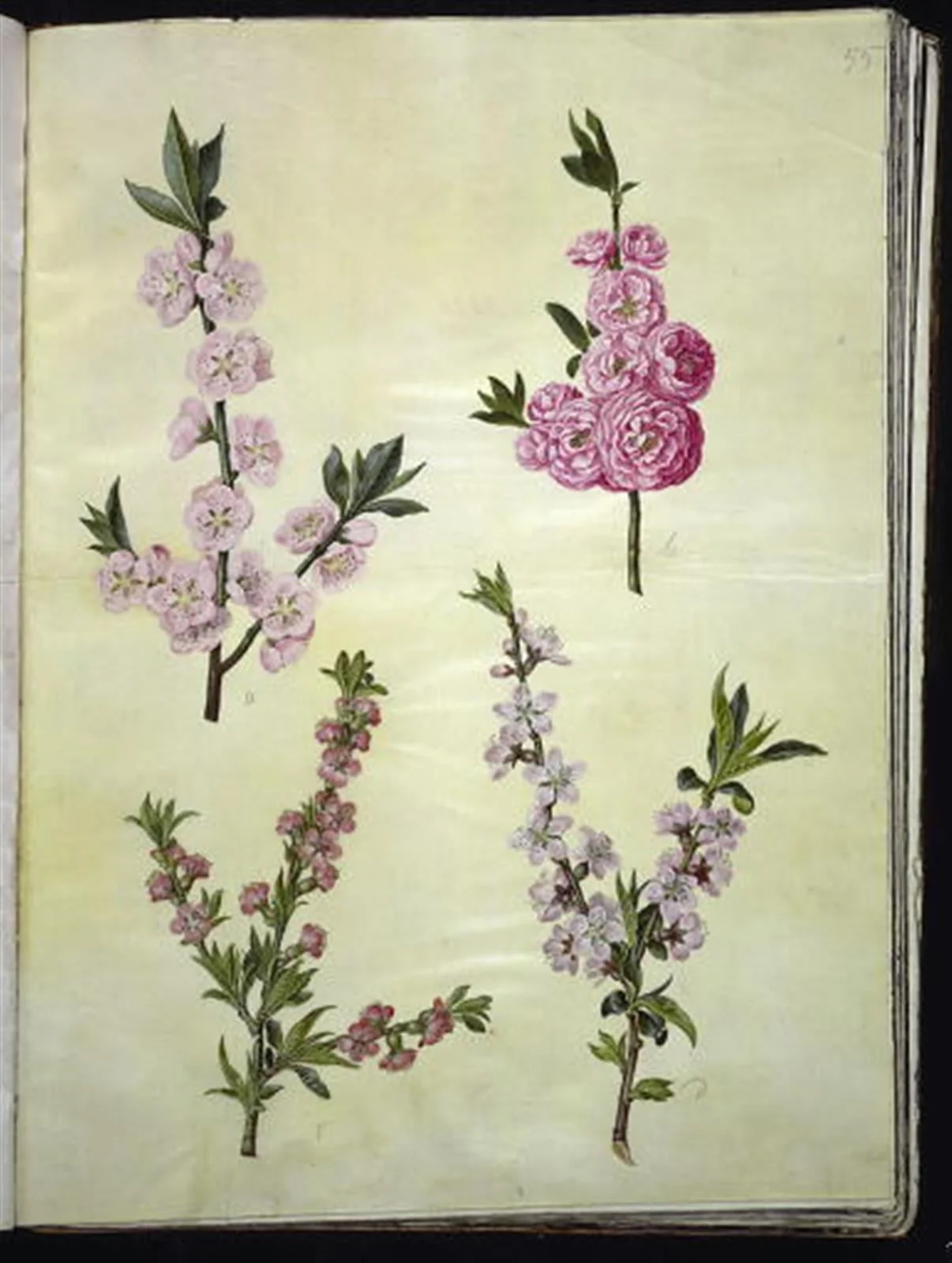 Prunus dulcis (mandel); Prunus persica (fersken), by Unknown, unspecified, 1654