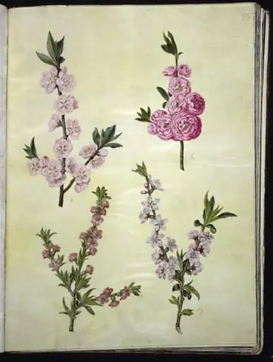Prunus dulcis (mandel); Prunus persica (fersken)