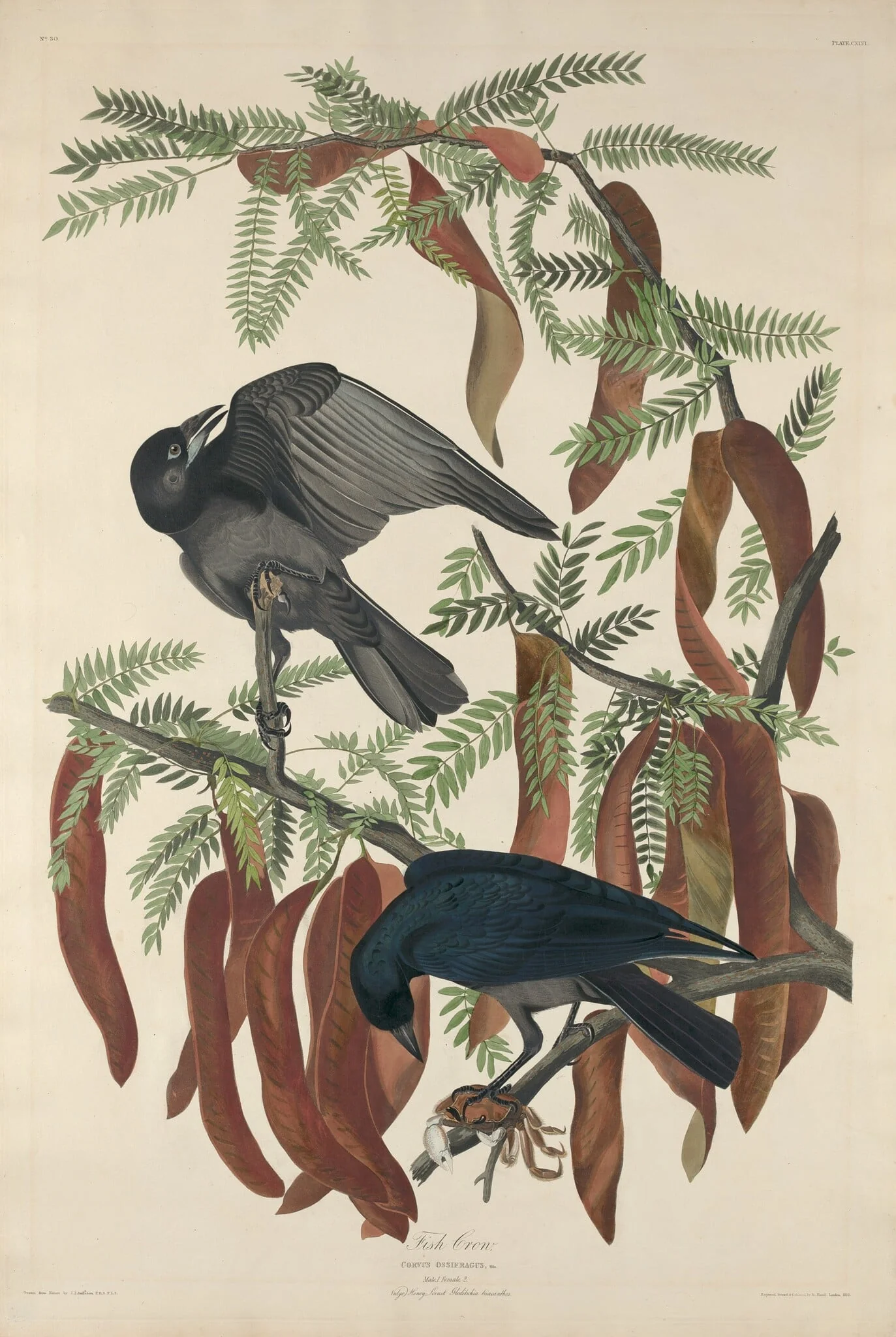 Fish Crow, by Robert Havell Jr., ink, 1832