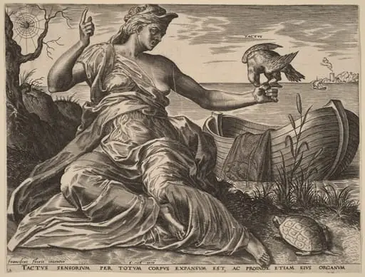 Tactus (Touch)