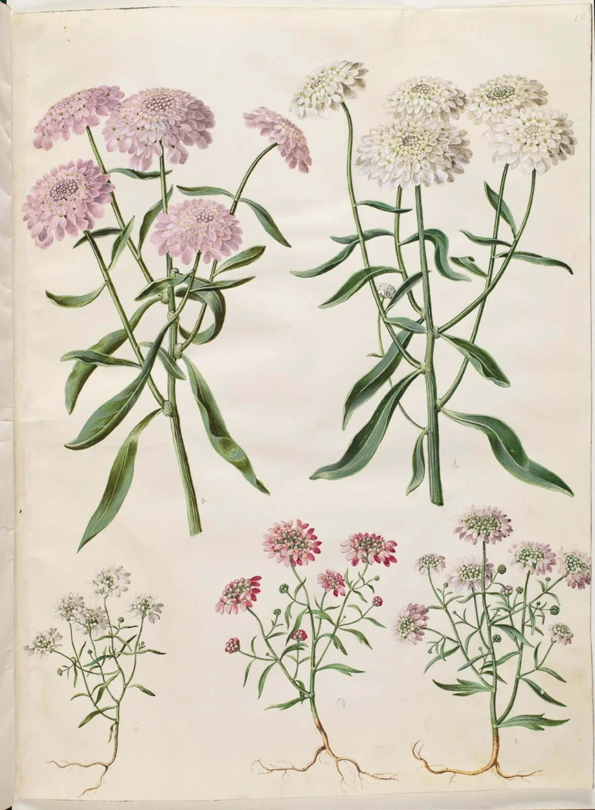 Iberis umbellata (skærm-sløjfeblomst); Iberis amara (bitter sløjfeblomst), by Unknown, unspecified, 1654