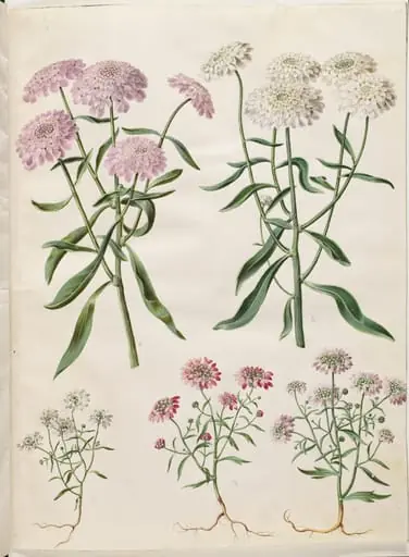 Iberis umbellata (skærm-sløjfeblomst); Iberis amara (bitter sløjfeblomst)