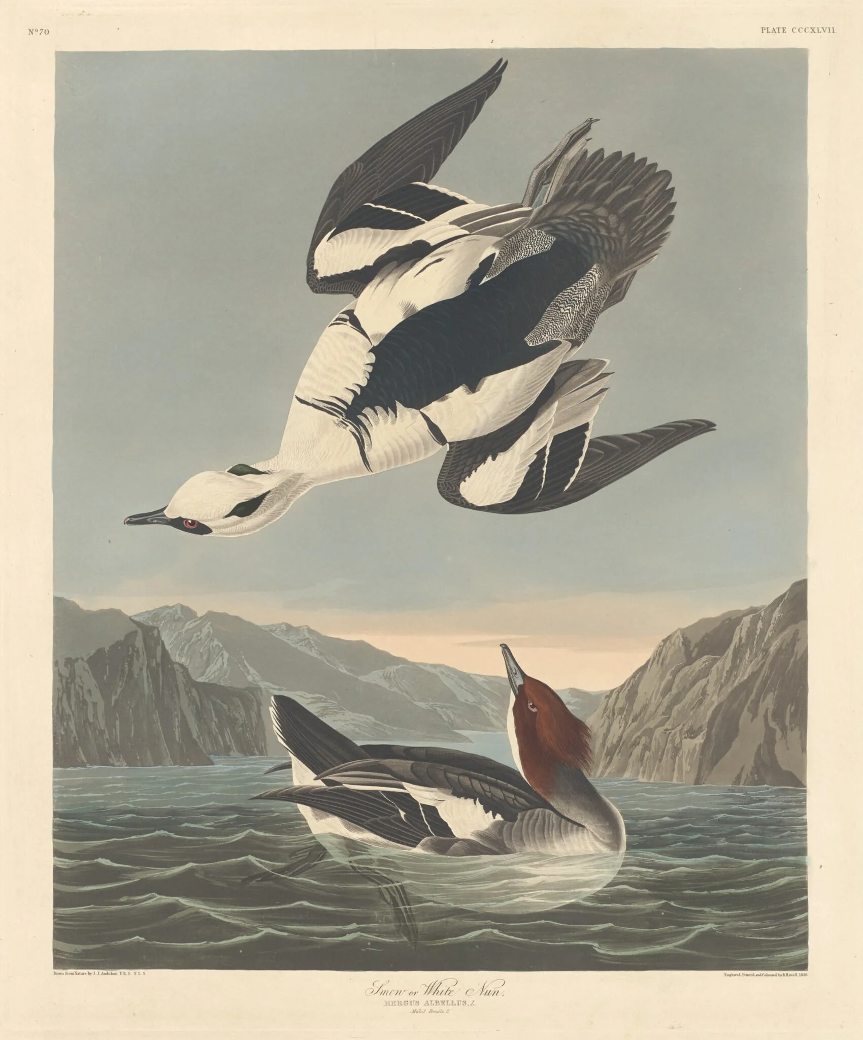 Smew or White Nun, by Robert Havell Jr., ink, 1836