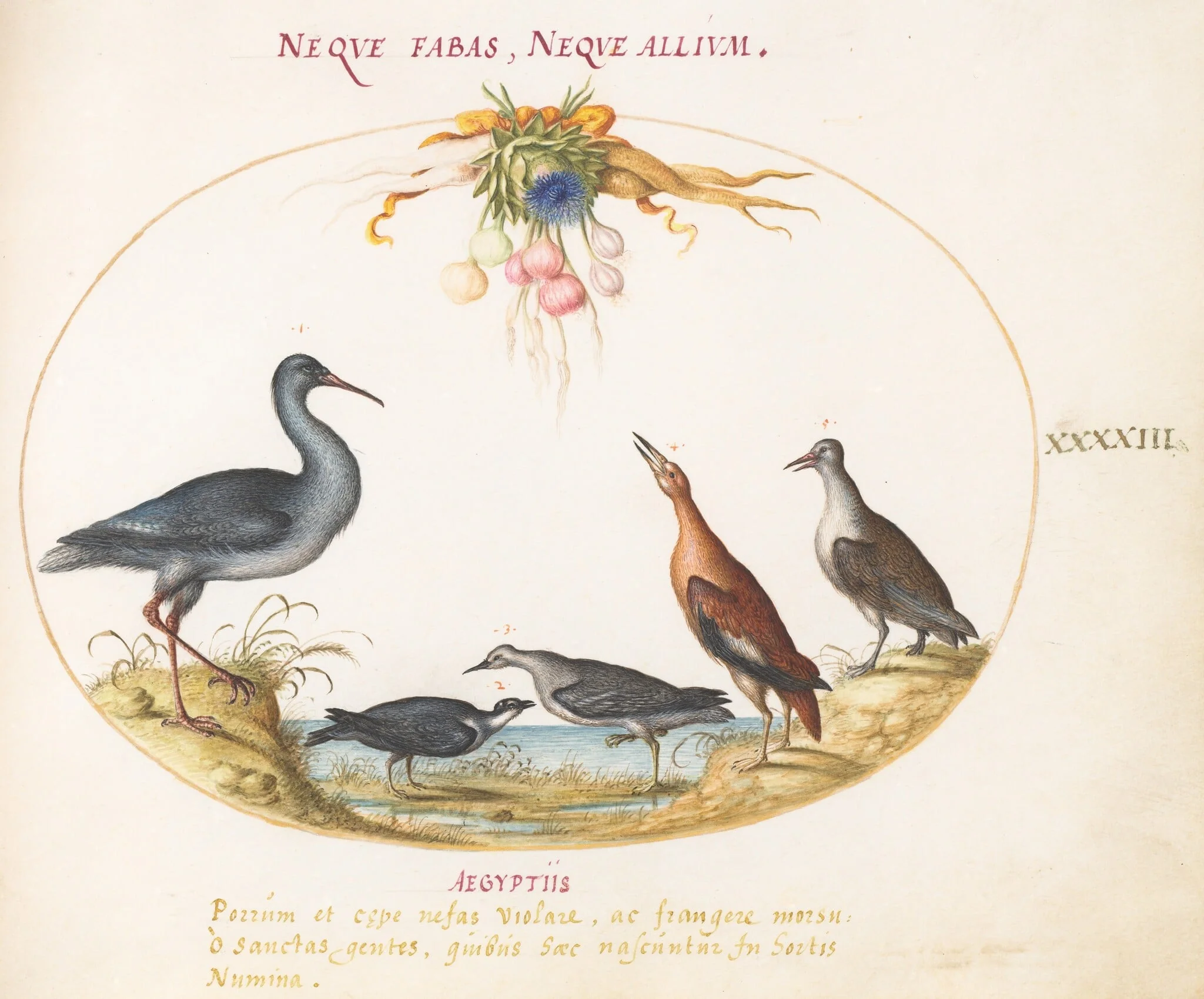 Plate 43: Sandpipers and Other Shore Birds Admiring a Garland of Flowers, by Joris Hoefnagel, gouache, 1594