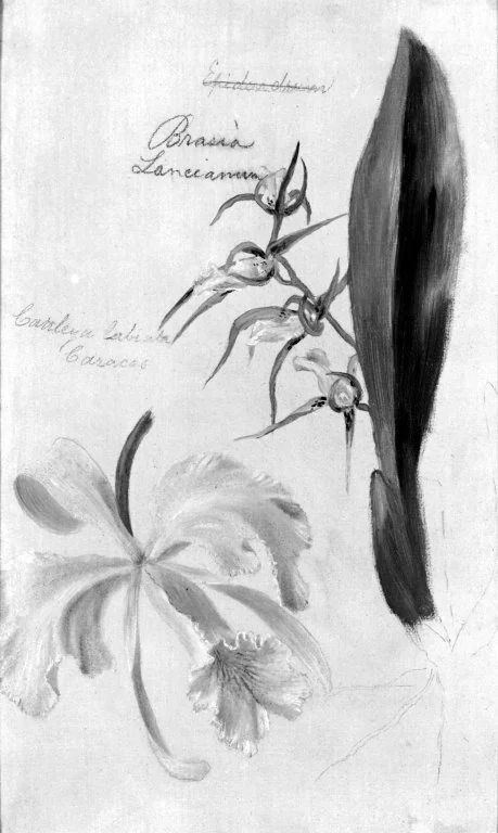 Two Orchids, Brassia Lanceana, Cattleya Labiata, by William Jacob Hays, unspecified, 1869