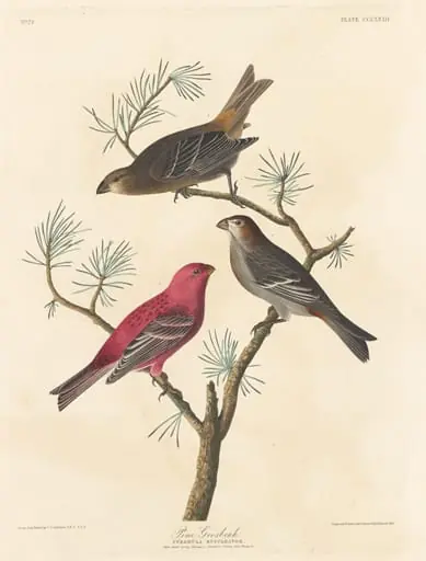 Pine Grosbeak