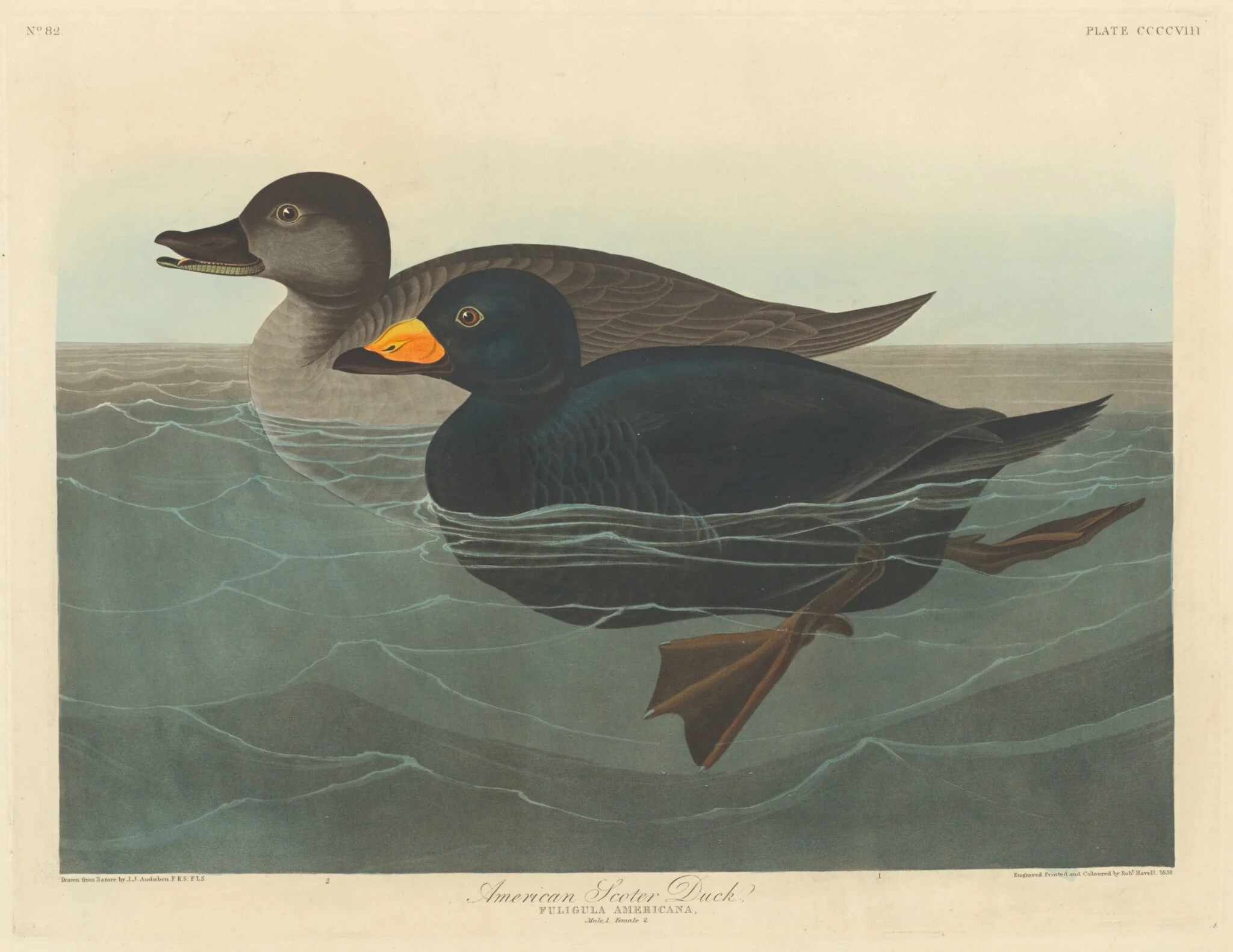 American Scoter Duck, by Robert Havell Jr., ink, 1838