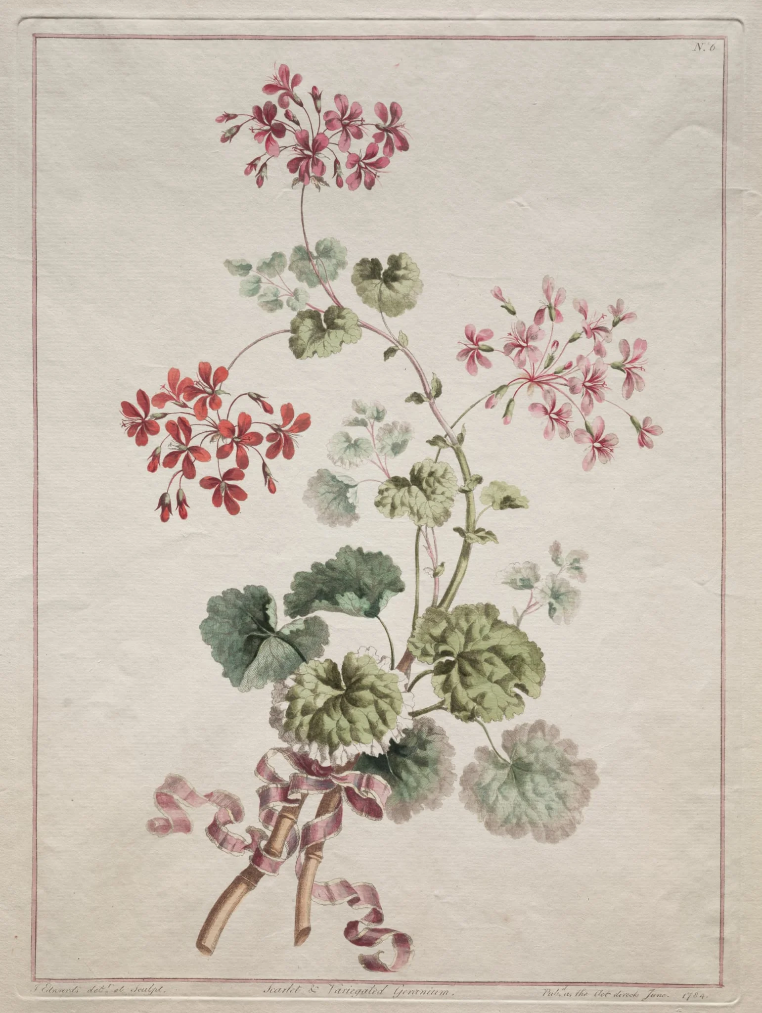 A Collection of Flowers Drawn from Nature:  No. 6 - Scarlet and Variegated Geranium, by John Edwards, 1801