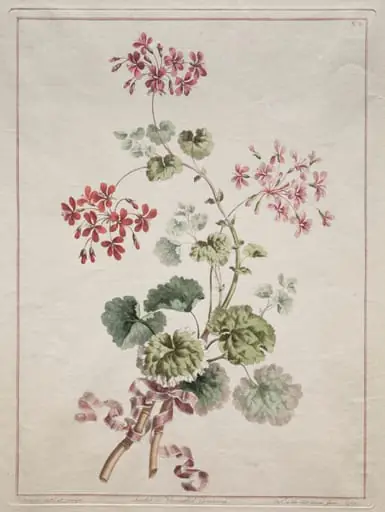 A Collection of Flowers Drawn from Nature:  No. 6 - Scarlet and Variegated Geranium