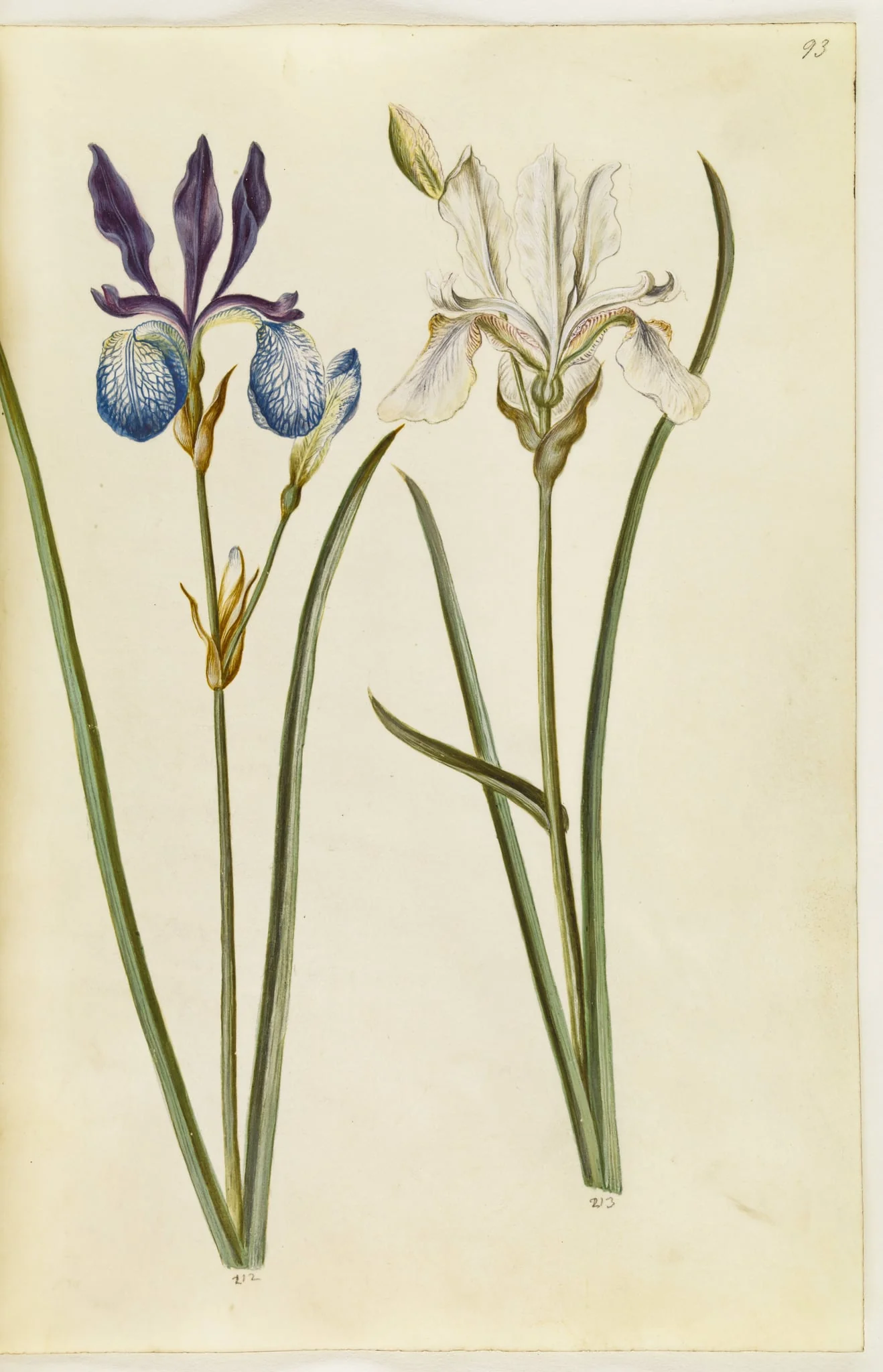 Iris sibirica (sibirisk iris), by Unknown, unspecified, 1650