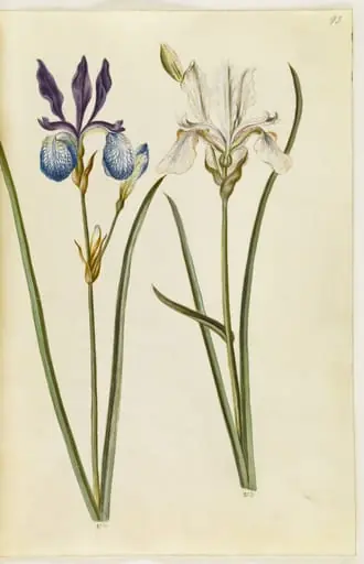Iris sibirica (sibirisk iris)