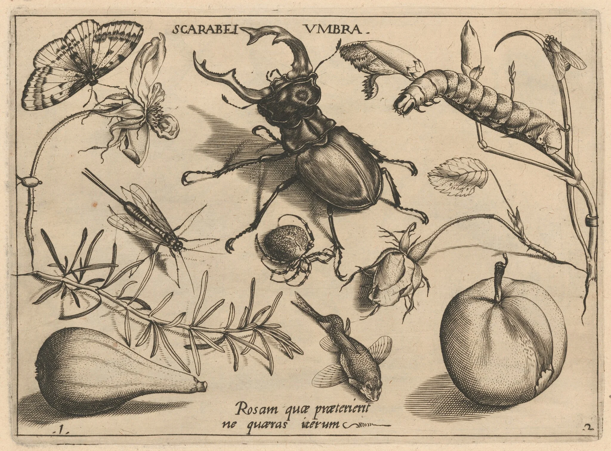 Archetypa studiaque patris Georgii Hoefnagelii [Part 2, Plate 1], by Jacob Hoefnagel, ink, 1592