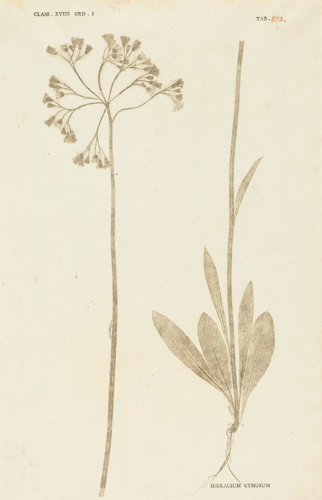 Hieracium Cymosum