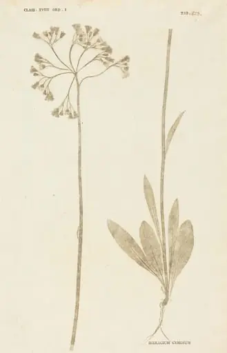 Hieracium Cymosum