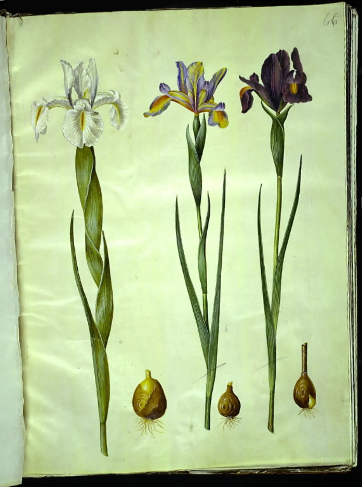 Iris latifolia (engelsk iris); Iris xiphium (spansk iris), by Unknown, unspecified, 1654