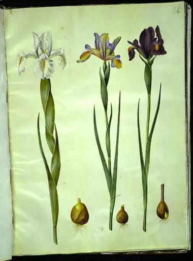 Iris latifolia (engelsk iris); Iris xiphium (spansk iris)