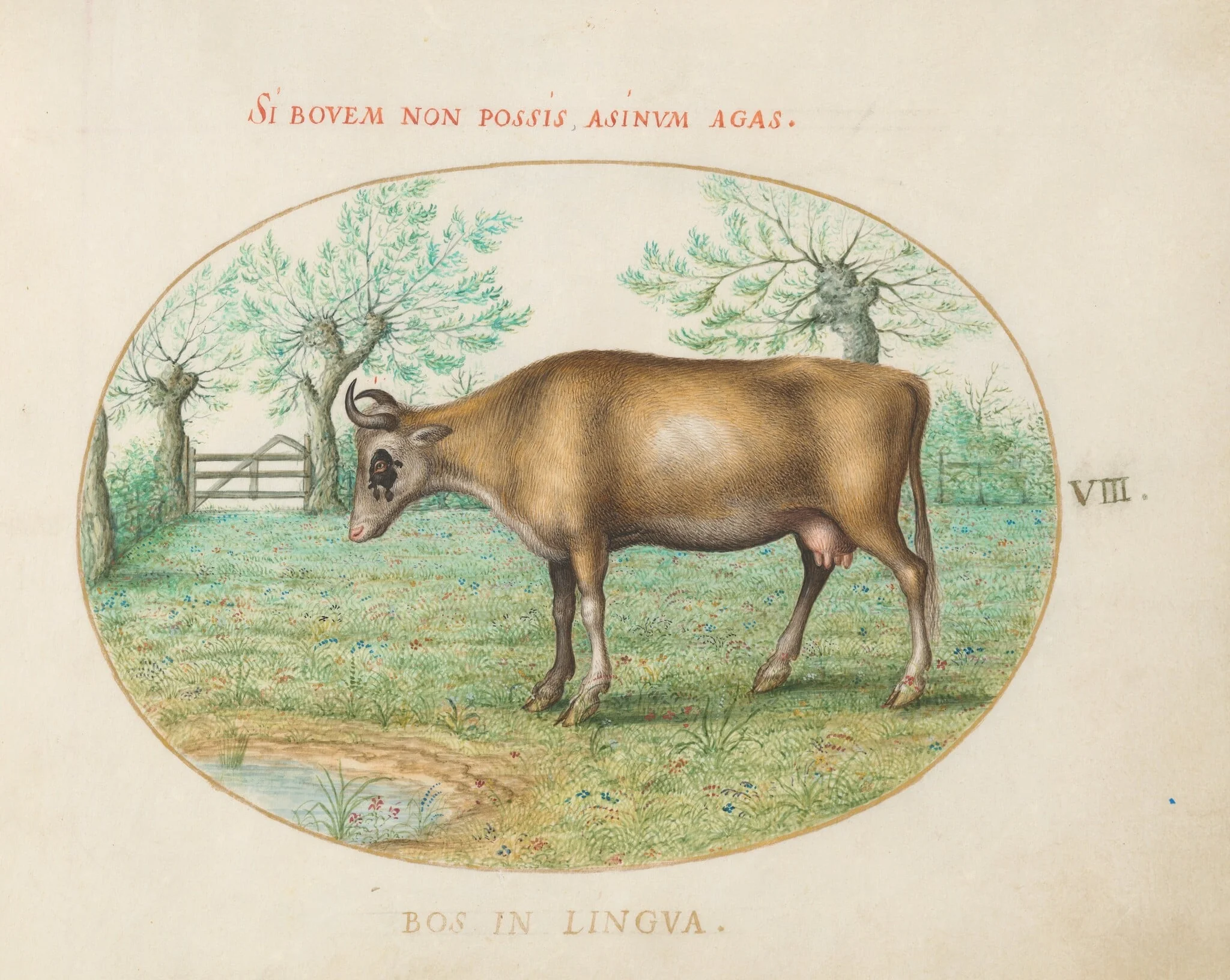 Plate 8: A Cow, by Joris Hoefnagel, gouache, 1594