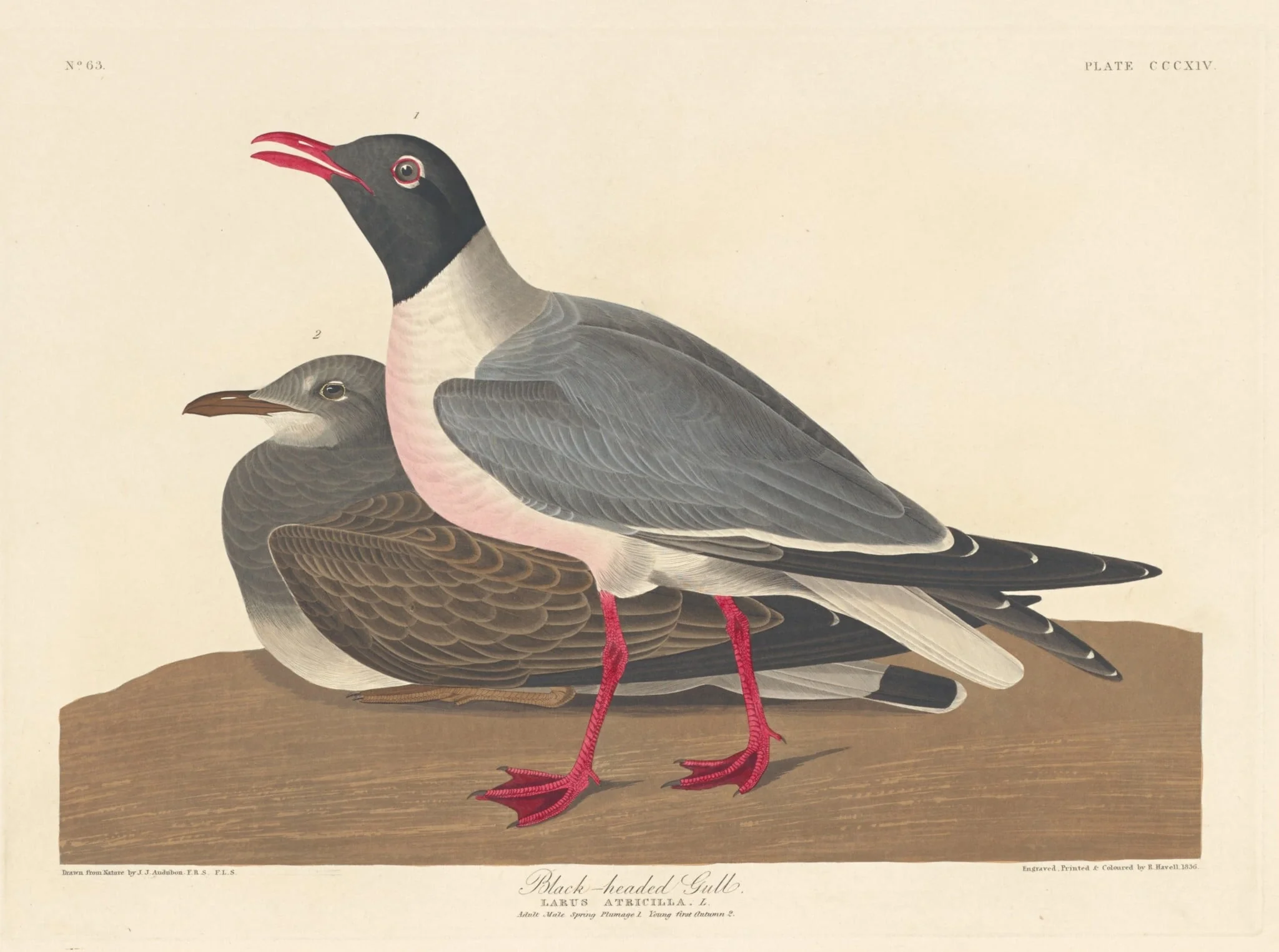 Black-headed Gull, by Robert Havell Jr., ink, 1836