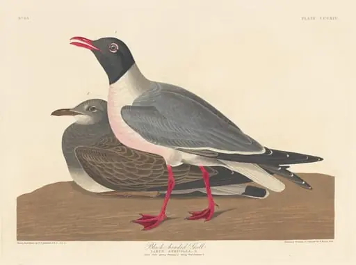Black-headed Gull