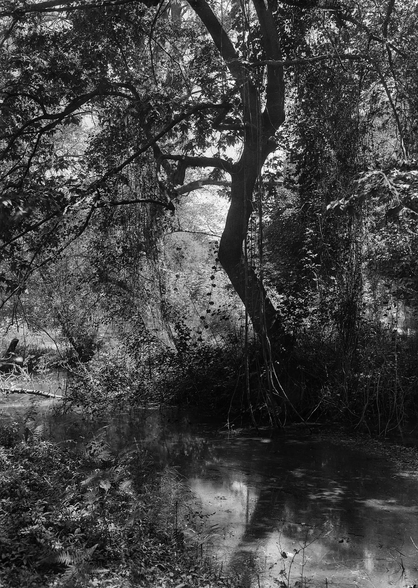 Grèce - Tempé, le Bain du Faune (Ελλάδα - Τέμπη, το Λουτρό του Πάνα), by Fred Boissonnas, 1908
