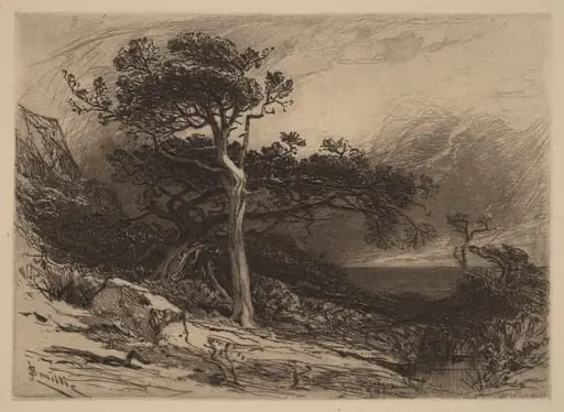 Old Cedars, Coast of Maine