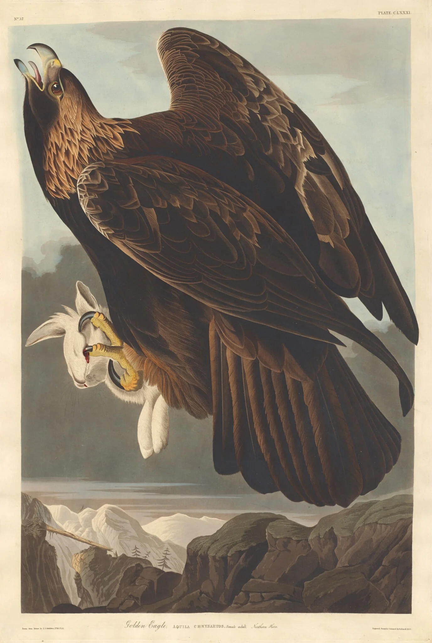 Golden Eagle
