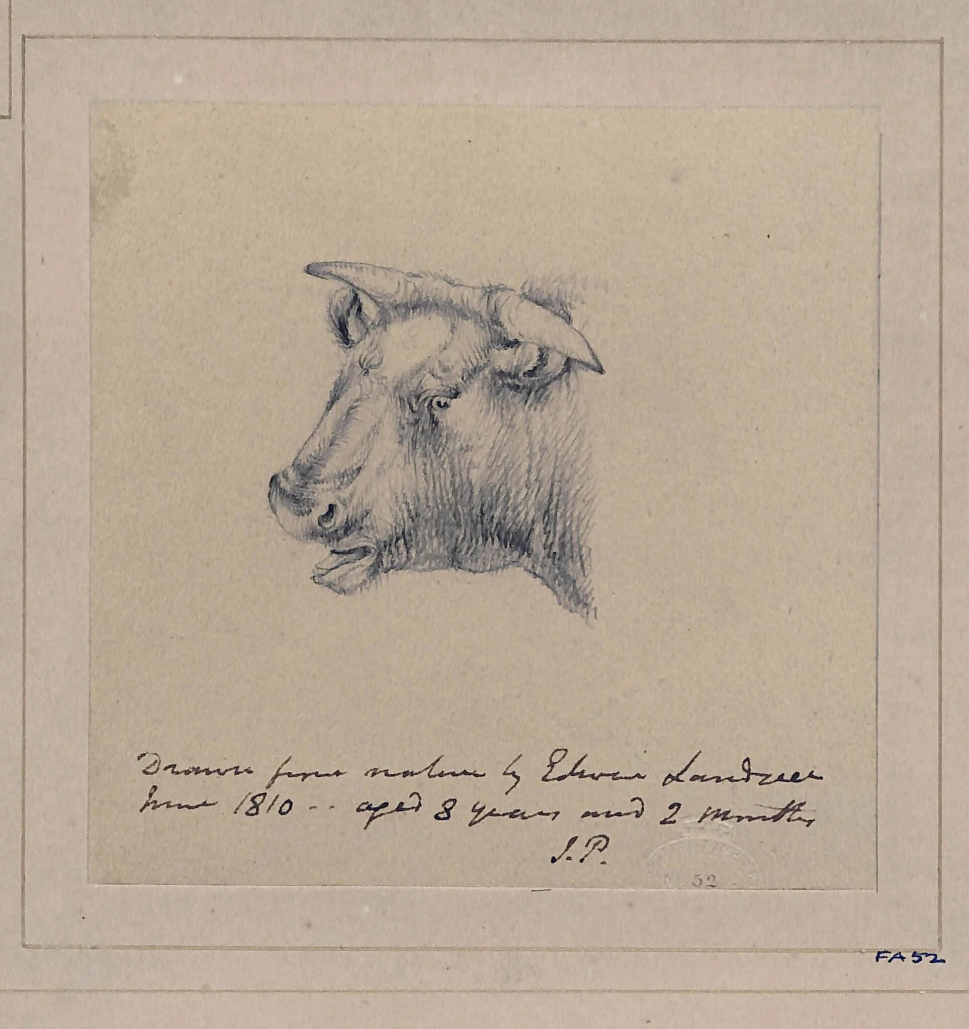 Drawing of a bull, by Edwin Landseer, 1812