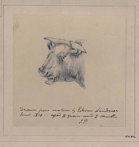 Drawing of a bull