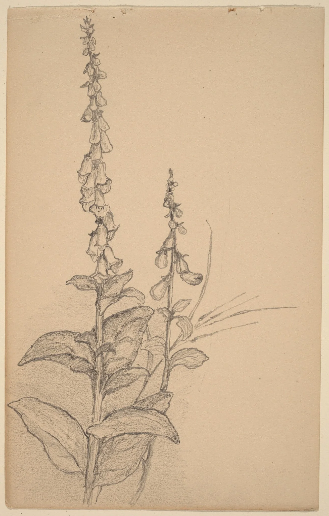 Foxgloves, by Arthur Bowen Davies, graphite, 1895