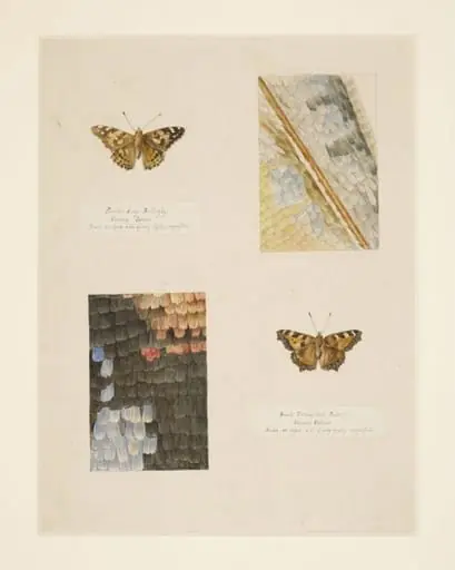 Studies of Small Tortoiseshell and Painted Lady butterflies, with magnified studies of the wings