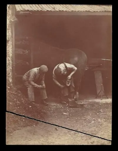 Shoeing a Horse