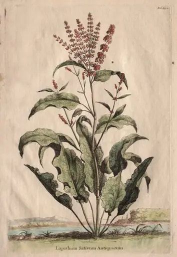 Phytographia Curiosa:  Lapathum Sativum Antiquorum