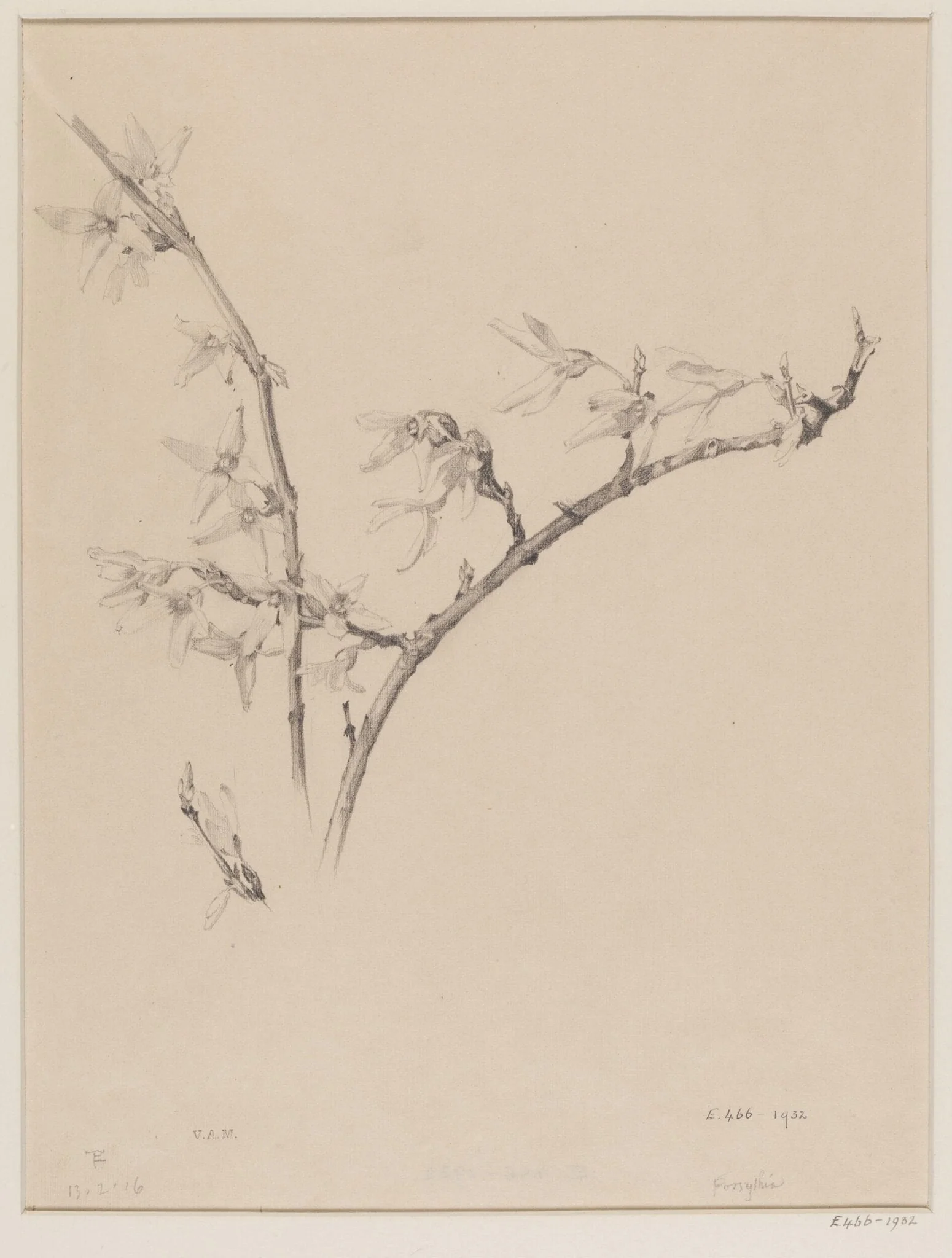 Forsythia, by Edward Ingram Taylor, 13
