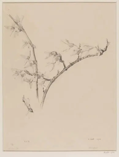 Forsythia