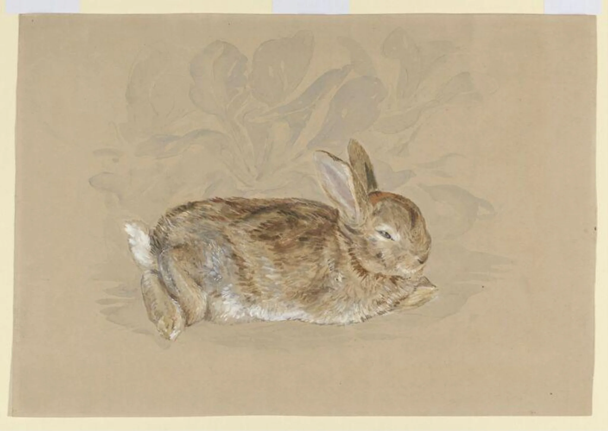 'Brer Rabbit' in a garden
