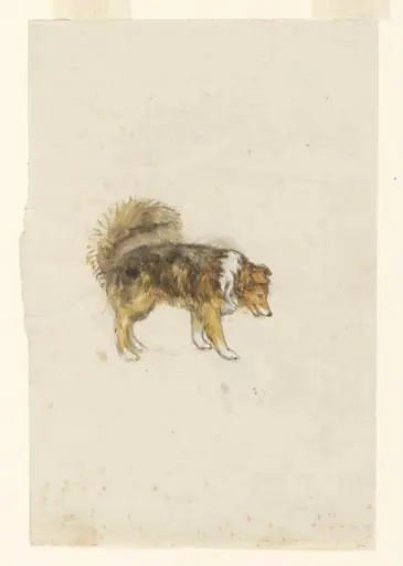 Side view of a dog, 'Kep'