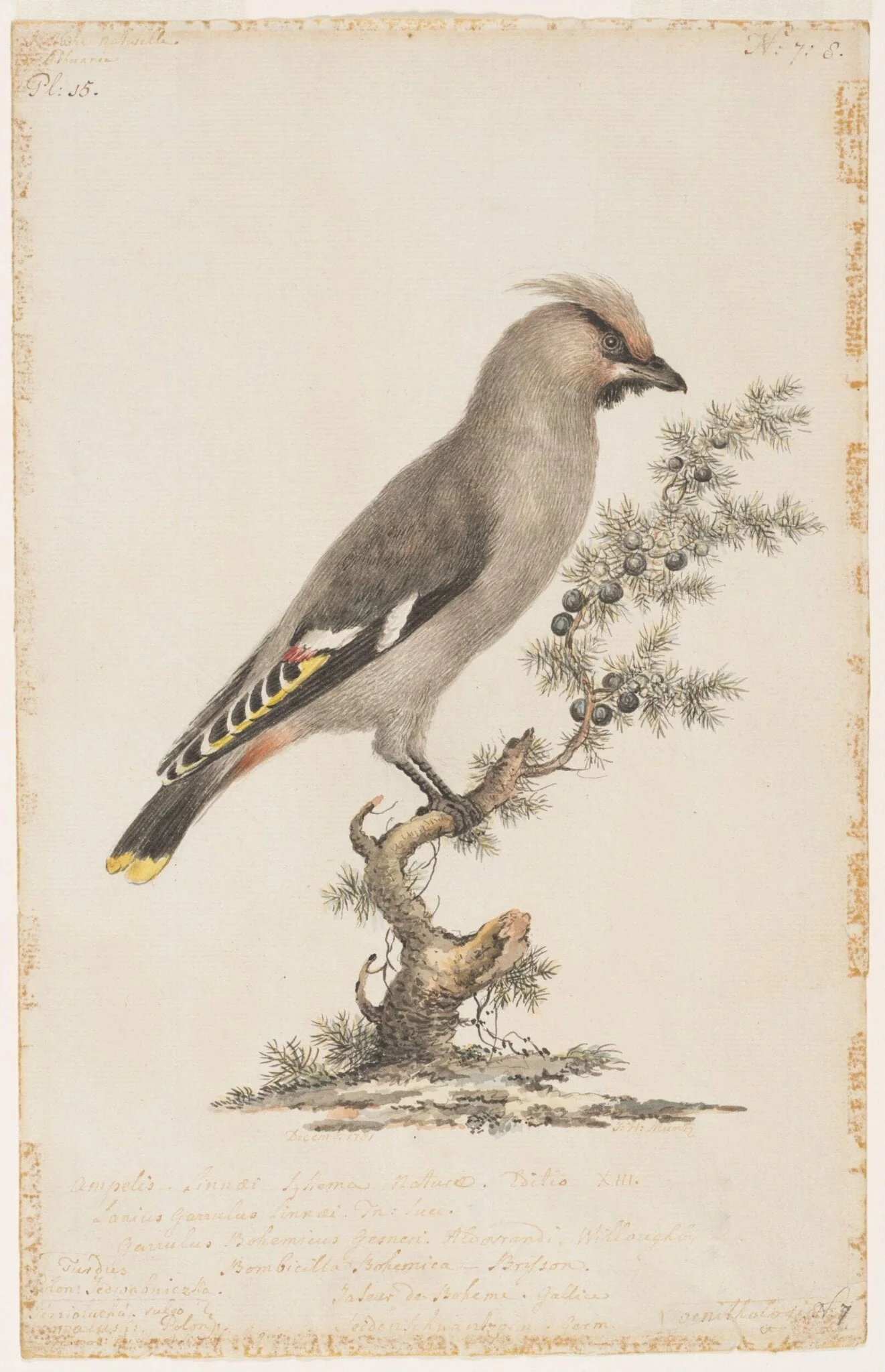 Bohemian waxwing, by Johann Heinrich Müntz, watercolor, 1781