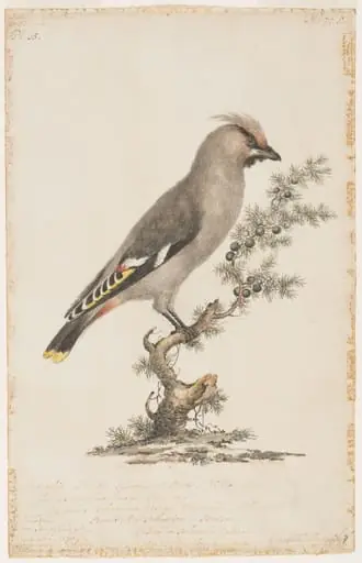 Bohemian waxwing