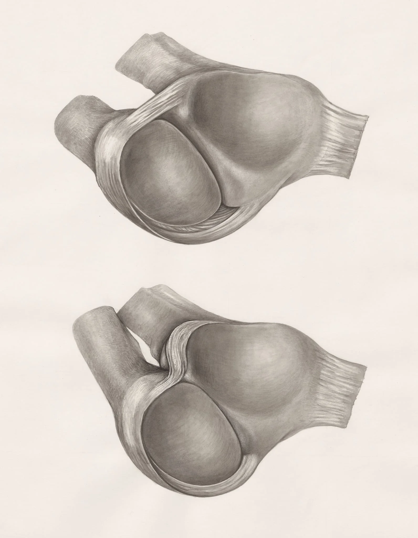 Joints of the hand or fingers