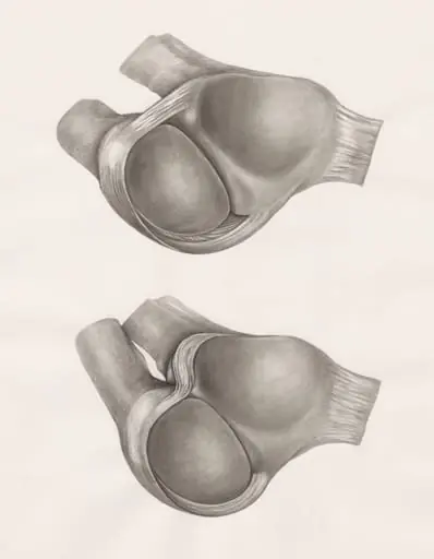 Joints of the hand or fingers