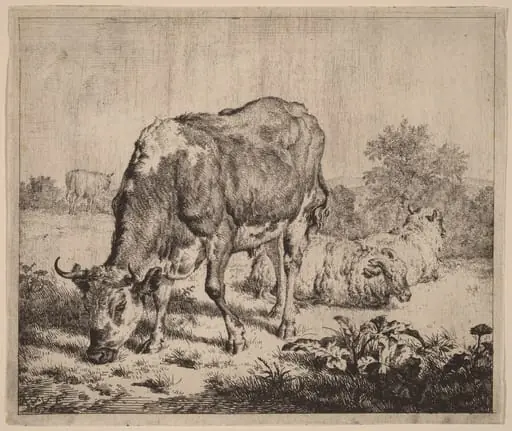 Spotted Bull and Three Sheep
