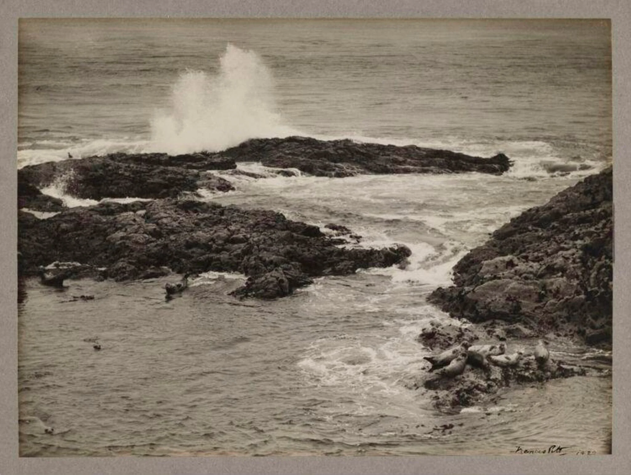 The Seal Harbour