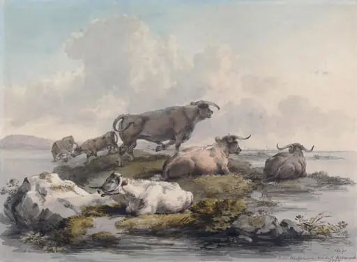 Cattle on rocky ground surrounded by water