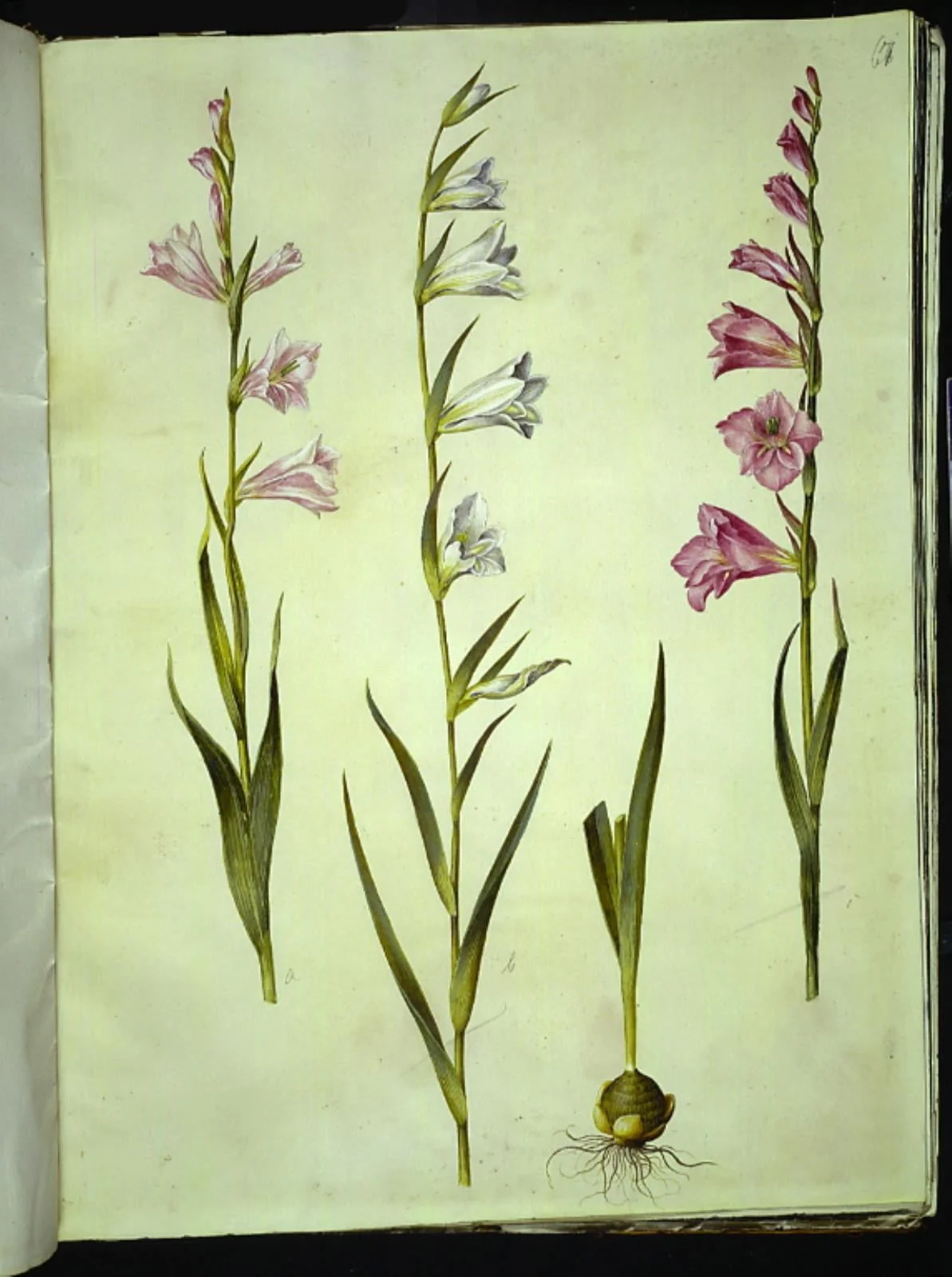 Gladiolus communis (almindelig gladiolus), by Unknown, unspecified, 1654