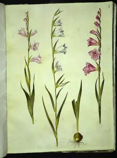 Gladiolus communis (almindelig gladiolus)