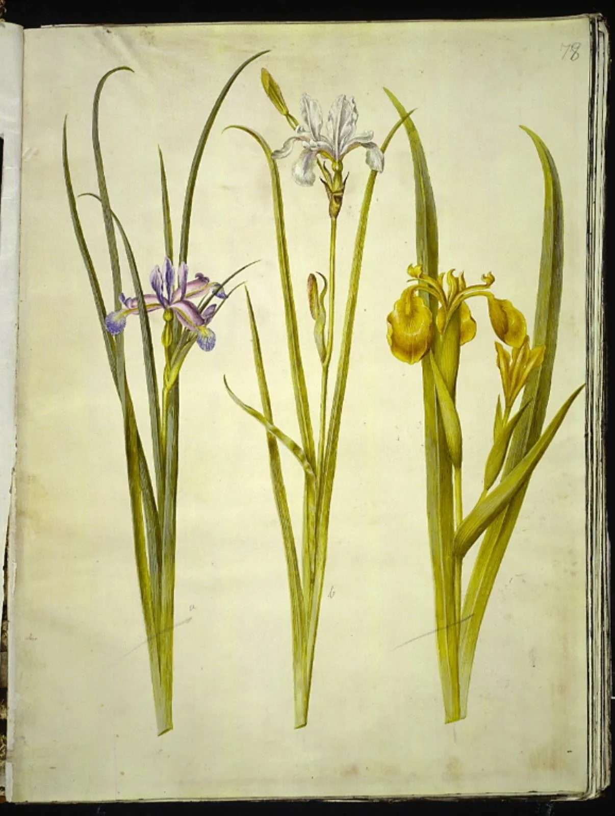 Iris graminea (græsbladet iris); Iris sibirica (sibirisk iris); Iris pseudacorus (gul iris), by Unknown, unspecified, 1654