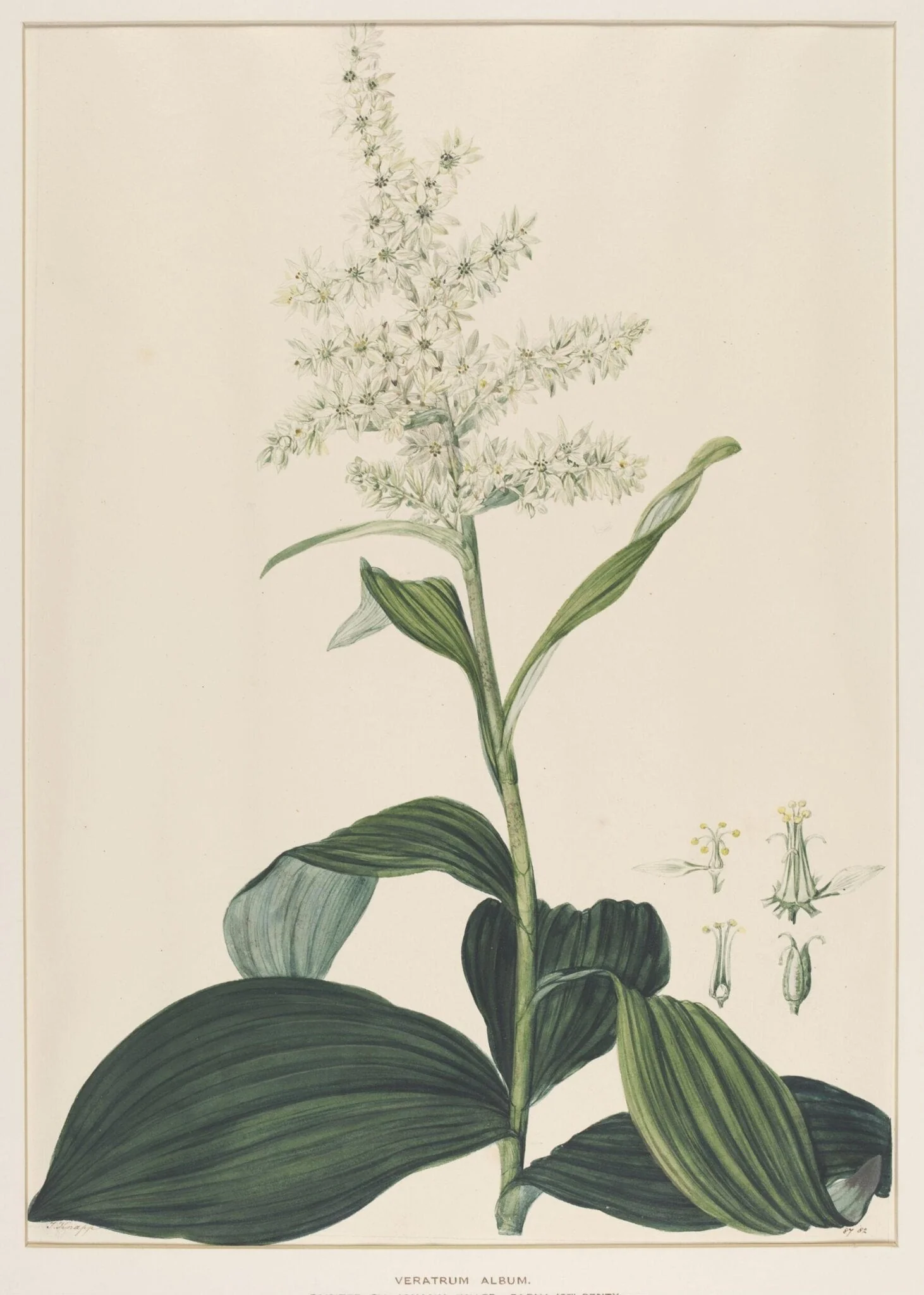 Veratrum Album
